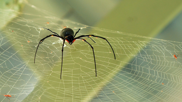 Illustration for article titled 7 Handy Mnemonic Devices For Remembering That Humans Usually Don’t Need To Worry About Getting Caught In Spiderwebs